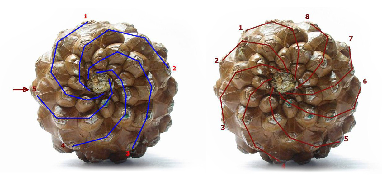 La successione di Fibonacci si trova nelle squame di una pigna: 5 spire (2 + 3) verso destra e 8 (3 + 5) verso sinistra.